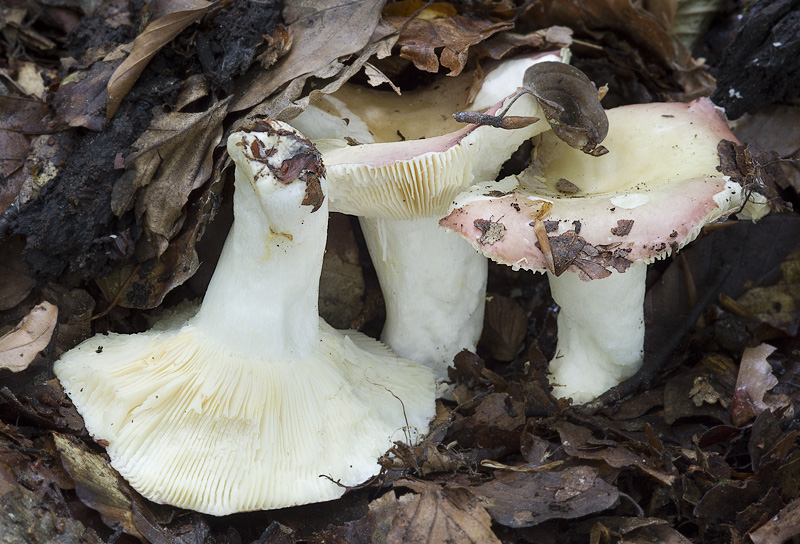 Russula curtipes